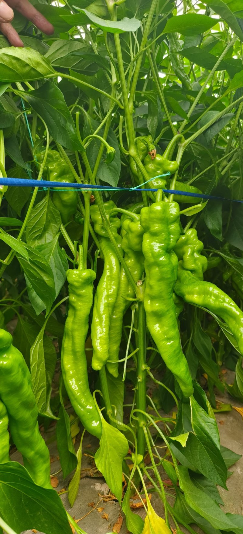 各种辣椒大量上市