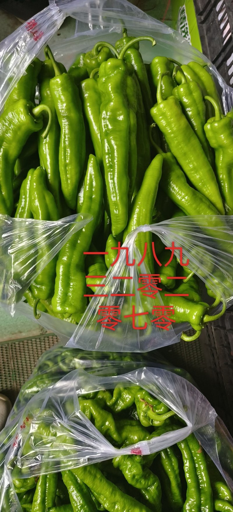 各种辣椒大量上市