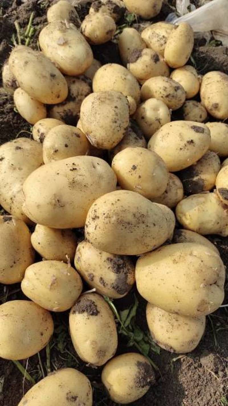 黑龙江牡丹江黄皮黄心土豆一手货源发往全国各地需要的联系