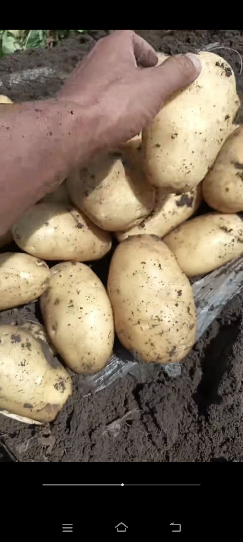 黑龙江牡丹江黄皮黄心土豆一手货源发往全国各地需要的联系