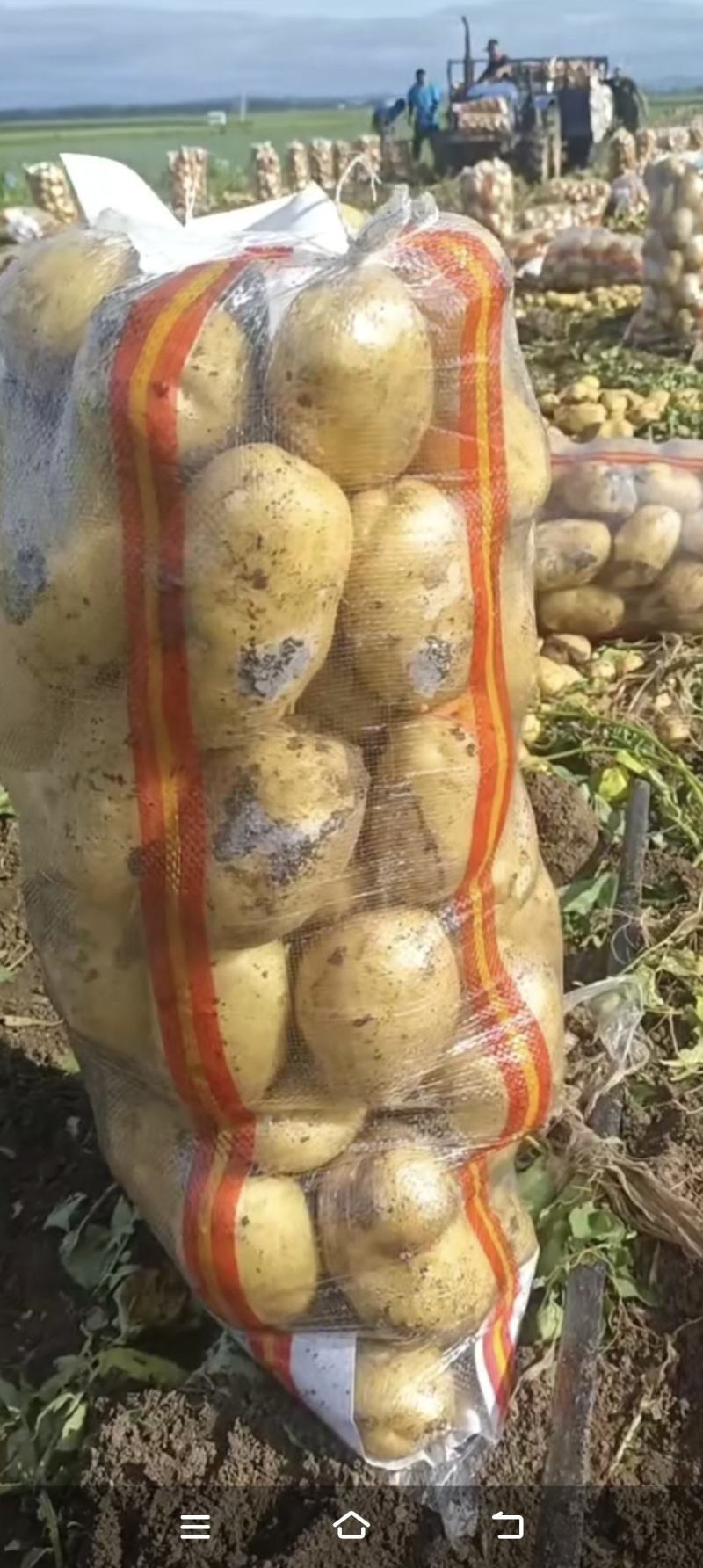 黑龙江牡丹江黄皮黄心土豆一手货源发往全国各地需要的联系