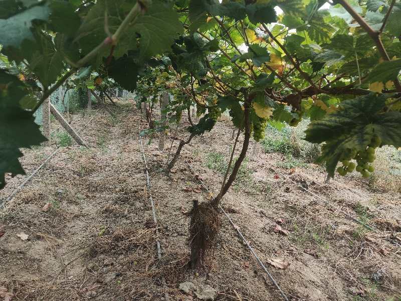 湖南本地葡萄【阳光玫瑰】现摘现发皮薄多汁口感甘甜来电优惠