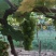 湖南本地葡萄【阳光玫瑰】现摘现发皮薄多汁口感甘甜来电优惠