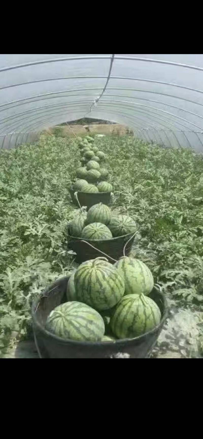 美都