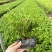 雪茄花满天星福建漳州绿化地被苗木基地