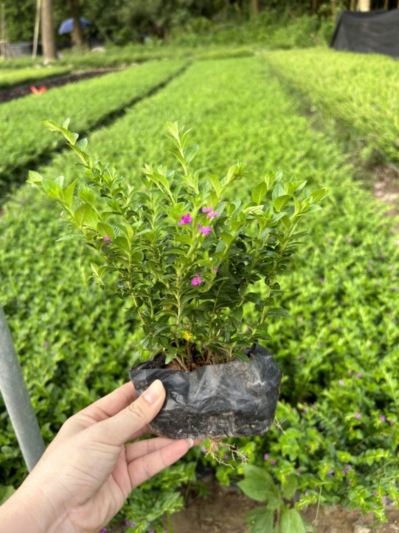 雪茄花满天星福建漳州绿化地被苗木基地