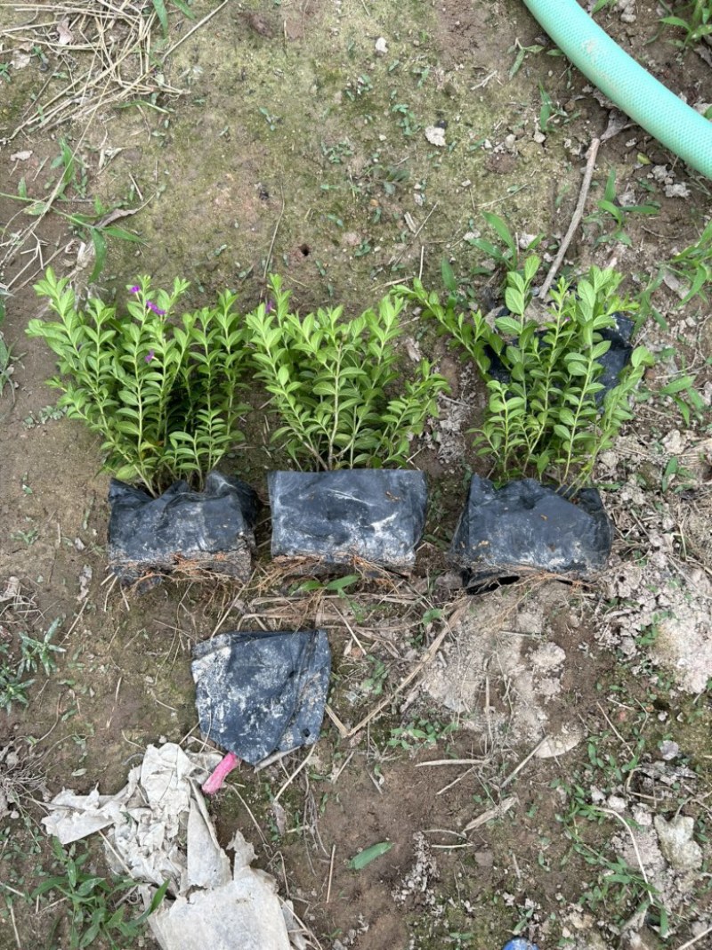 雪茄花满天星福建漳州绿化地被苗木基地
