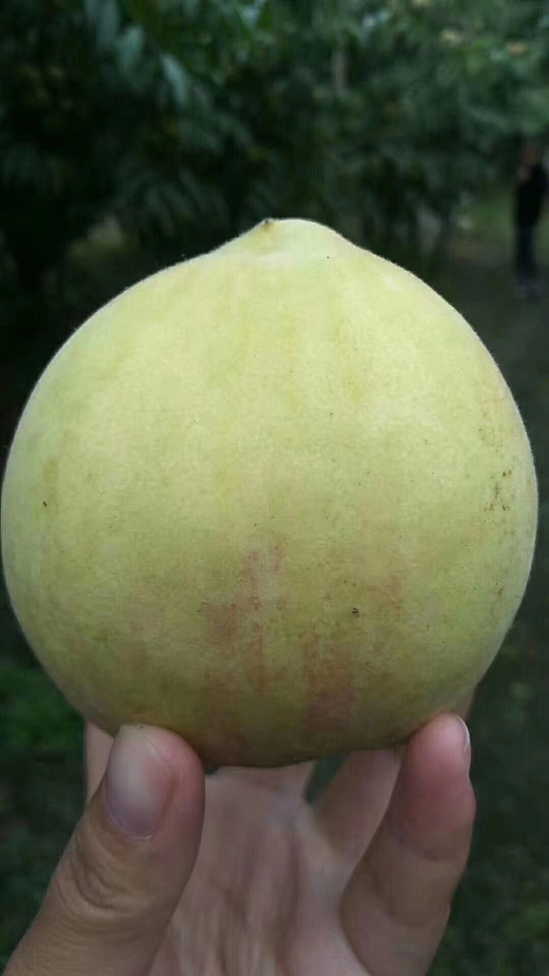 青脆桃