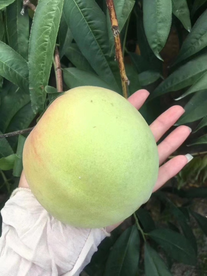 青脆桃