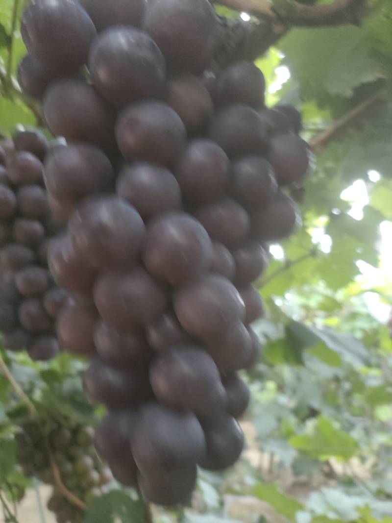 辽宁产地精品陆地巨峰葡萄大量上市电联优惠了