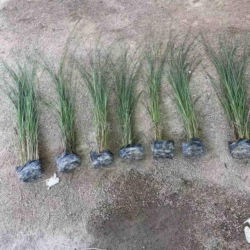 细叶芒观赏草苗圃现发主要对接绿化工程常年种植欢迎咨询