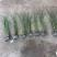 细叶芒观赏草苗圃现发主要对接绿化工程常年种植欢迎咨询