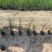 细叶芒观赏草苗圃现发主要对接绿化工程常年种植欢迎咨询
