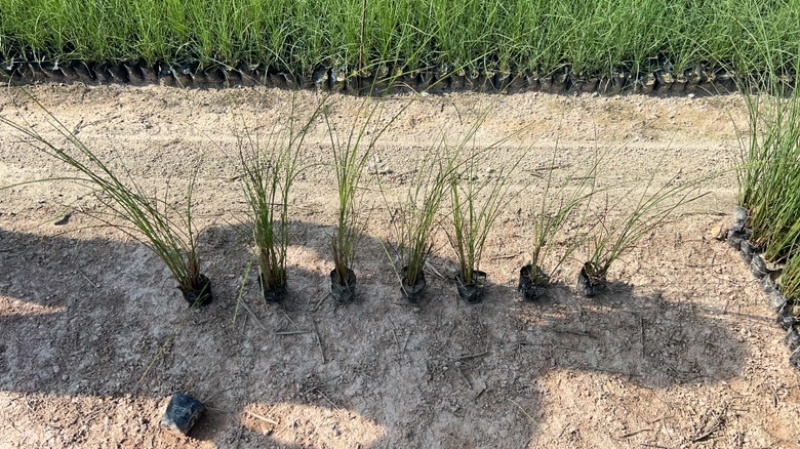 细叶芒观赏草苗圃现发主要对接绿化工程常年种植欢迎咨询
