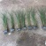 细叶芒观赏草苗圃现发主要对接绿化工程常年种植欢迎咨询