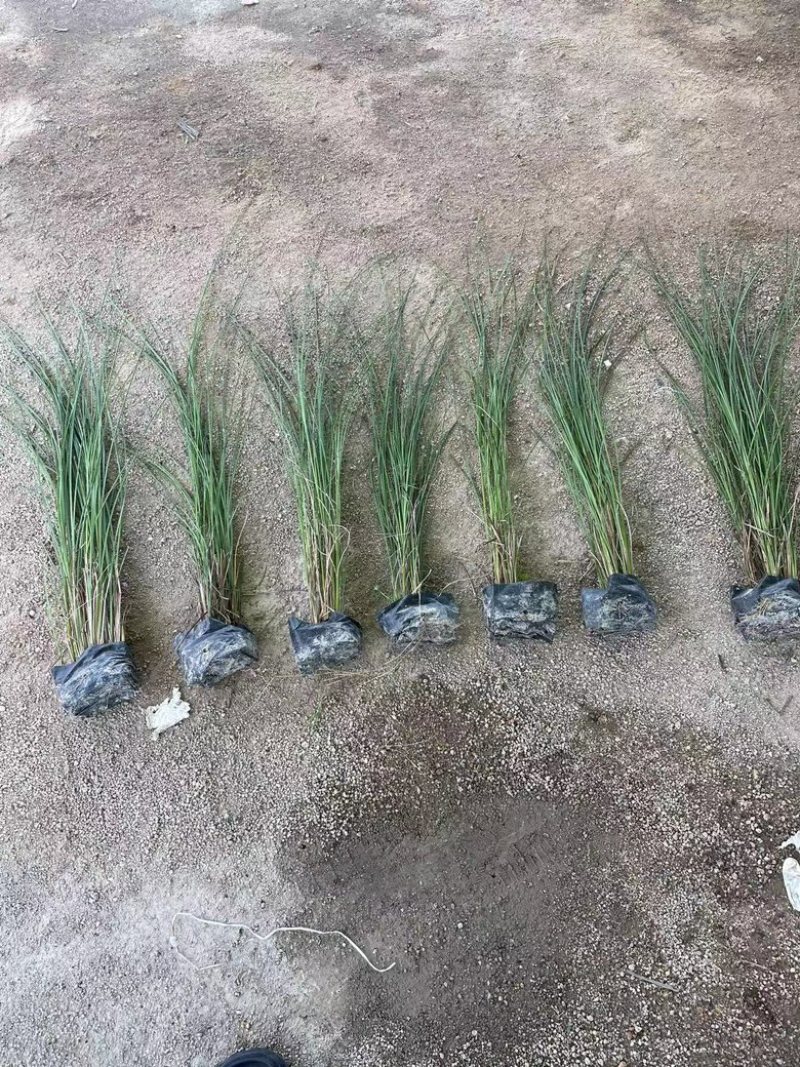细叶芒观赏草苗圃现发主要对接绿化工程常年种植欢迎咨询