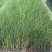 细叶芒观赏草苗圃现发主要对接绿化工程常年种植欢迎咨询