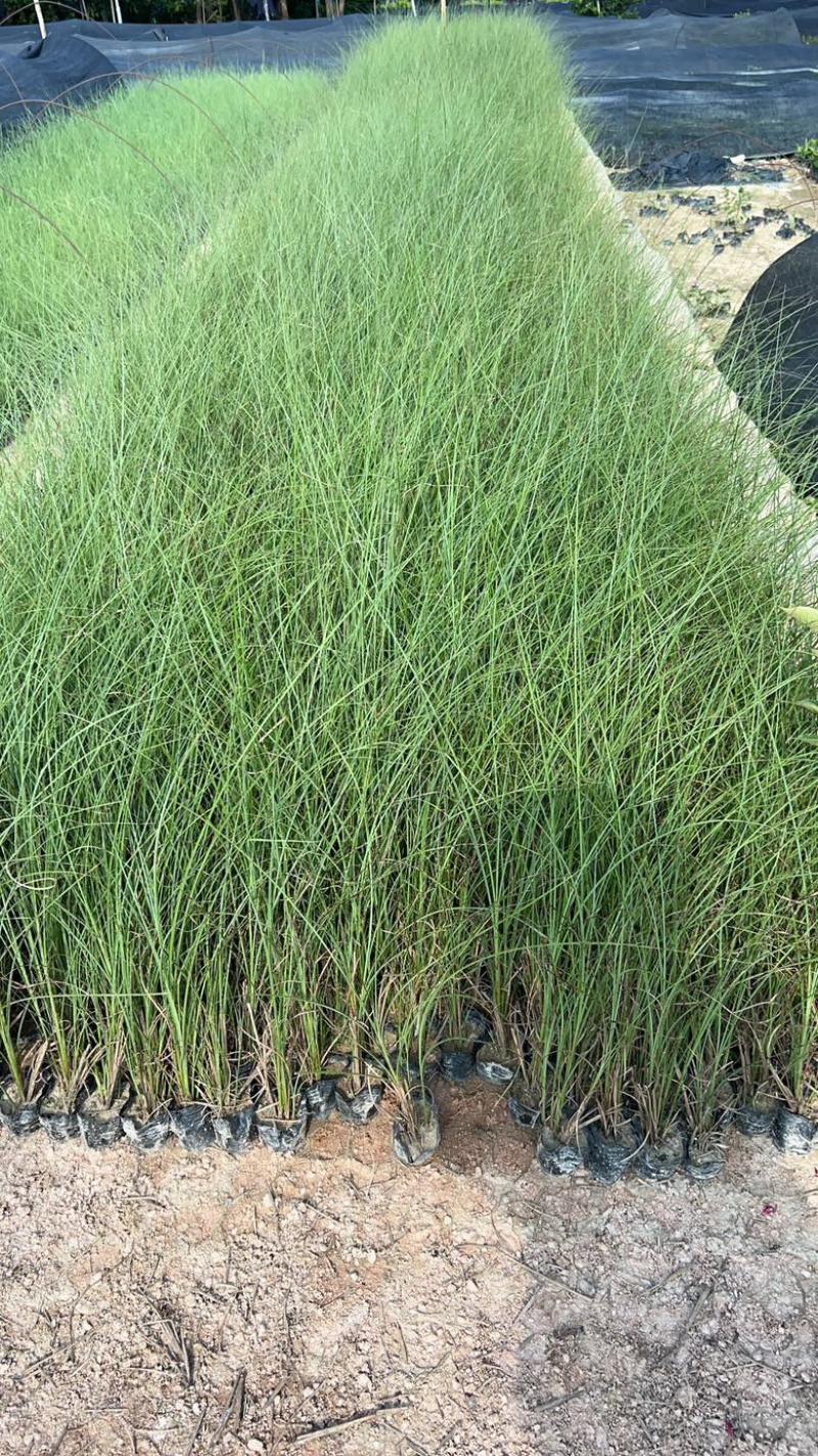 细叶芒观赏草苗圃现发主要对接绿化工程常年种植欢迎咨询