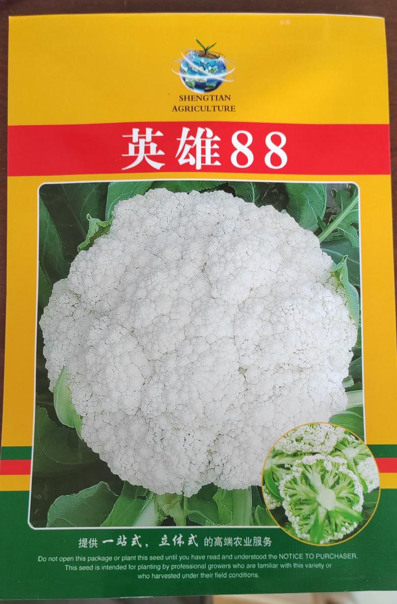 杂交松花菜种子小米粒有机花菜种子65至110天