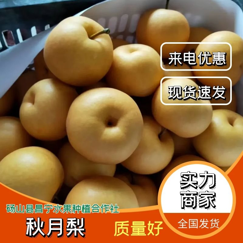 s砀山万亩秋月梨大量供应，对接全国批发市场社区团购