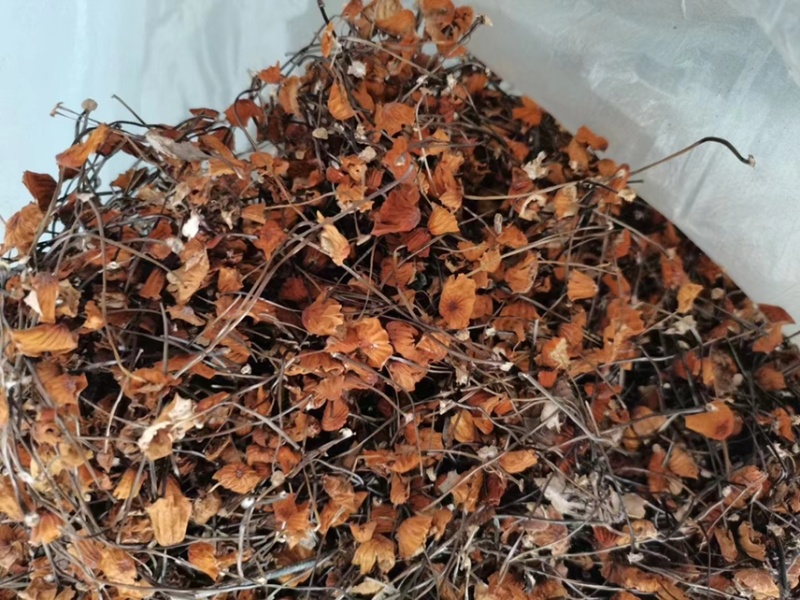 安络皮小伞