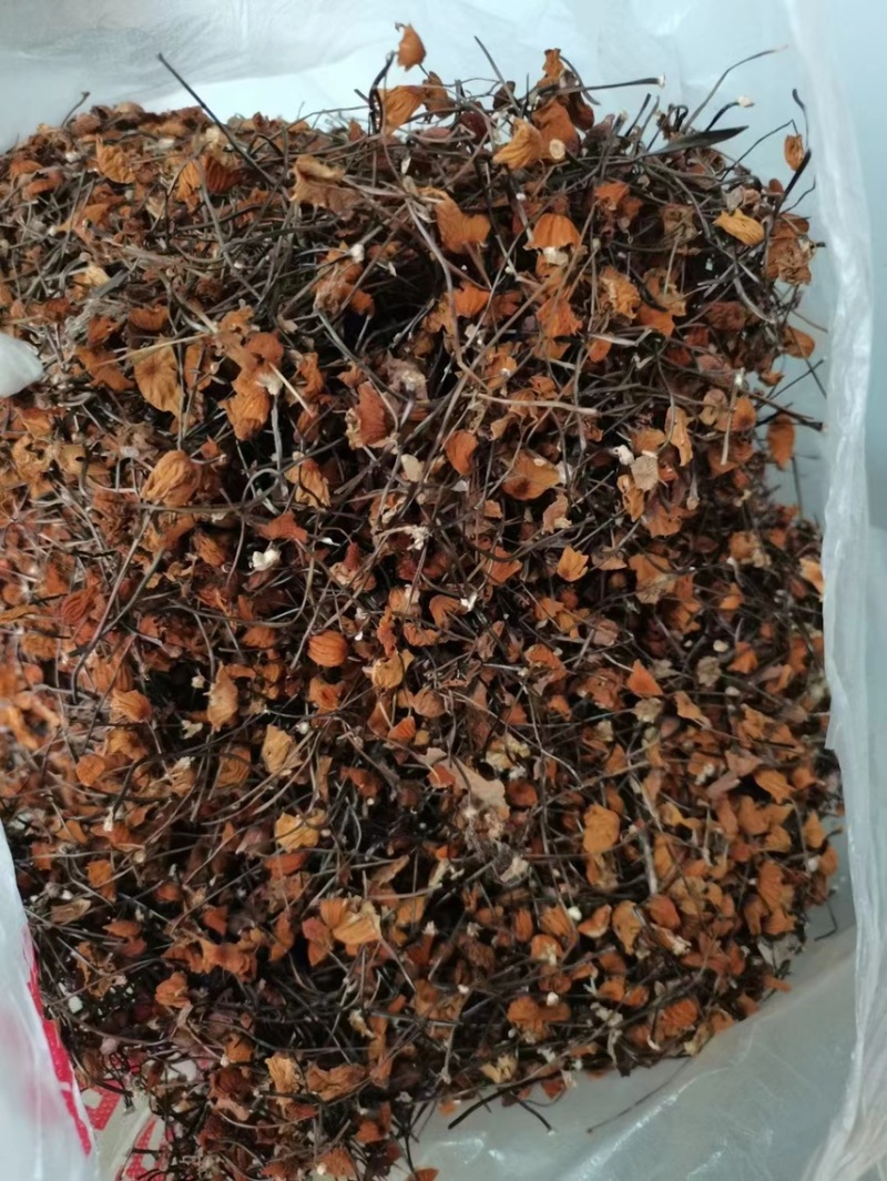 安络皮小伞