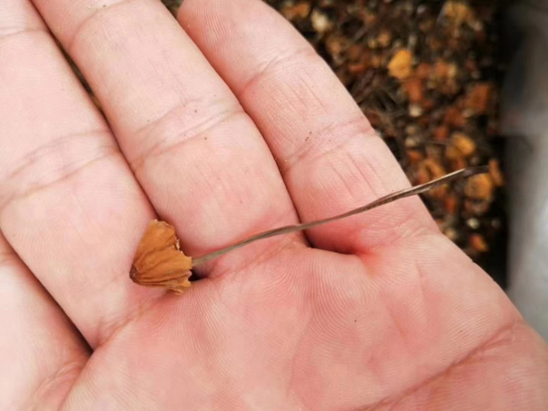 安络皮小伞