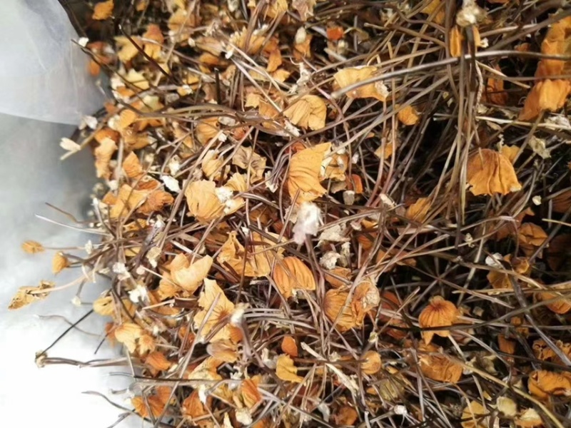 安络皮小伞