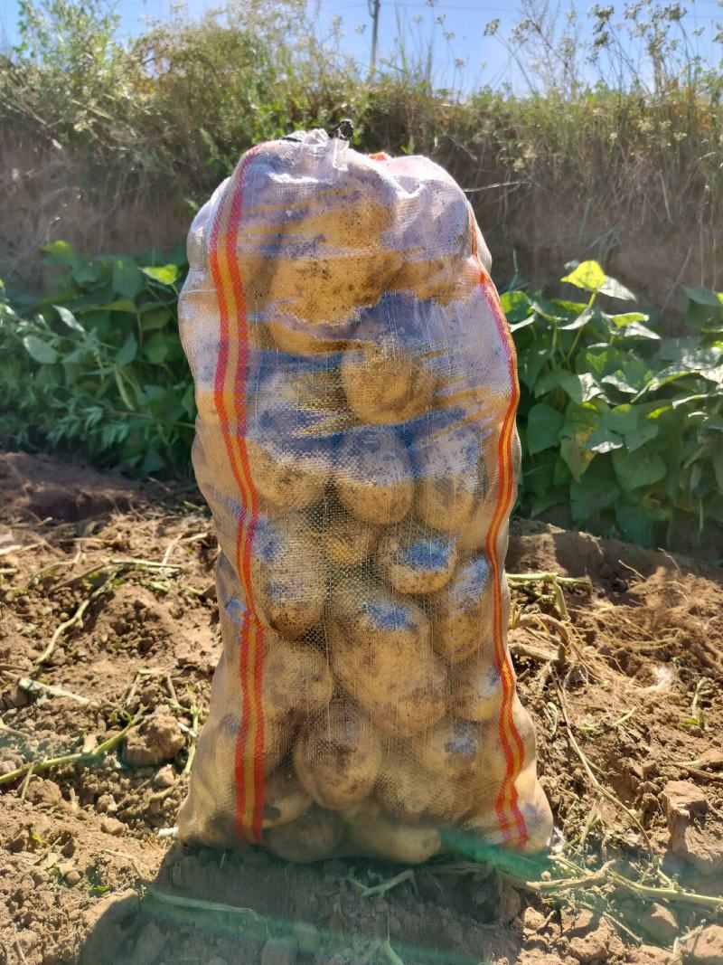 围场三区土豆大个微七