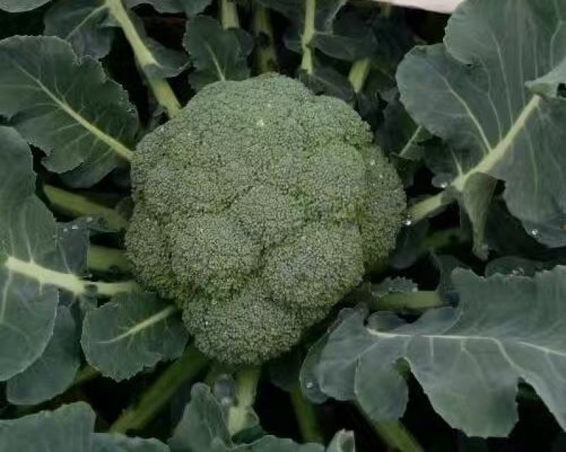 名秀西兰花种子耐寒西兰花种子越冬不发红西兰花