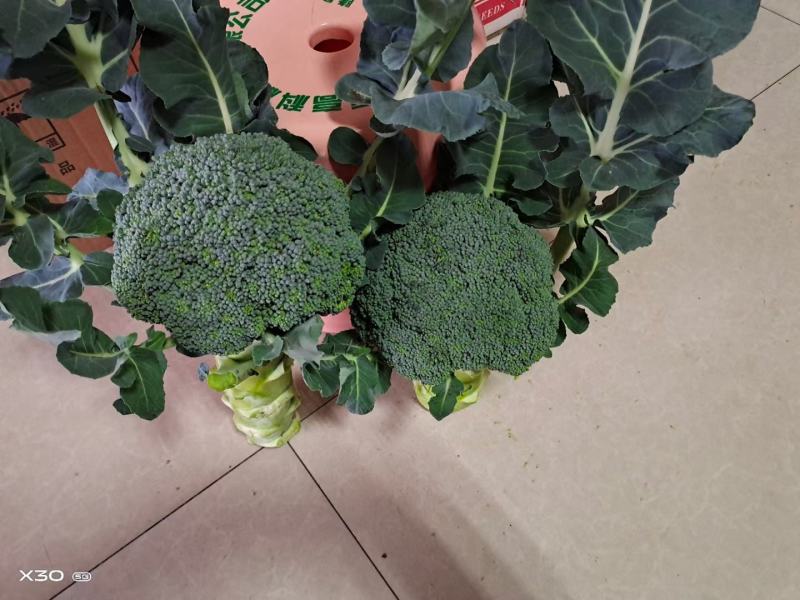 名秀西兰花种子耐寒西兰花种子越冬不发红西兰花
