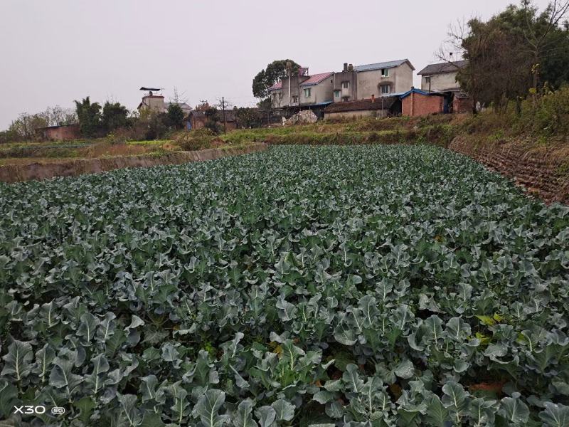 名秀西兰花种子耐寒西兰花种子越冬不发红西兰花