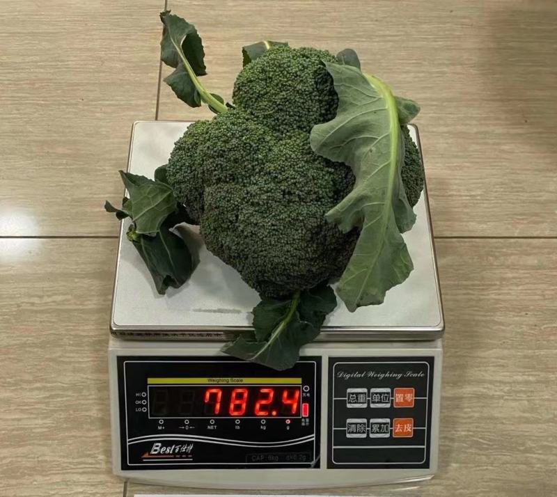名秀西兰花种子耐寒西兰花种子越冬不发红西兰花