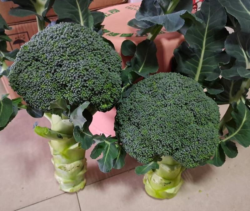 名秀西兰花种子耐寒西兰花种子越冬不发红西兰花