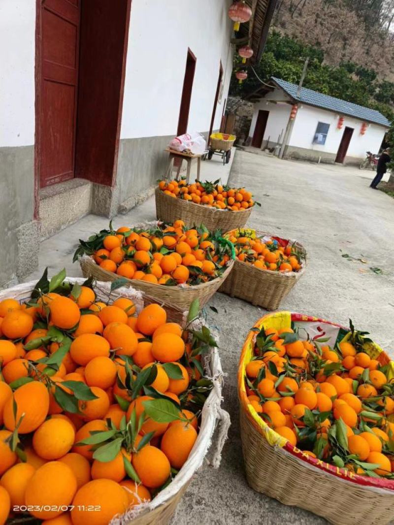 湖北宜昌秭归脐橙【纽荷尔脐橙】果型好味道酸甜可口