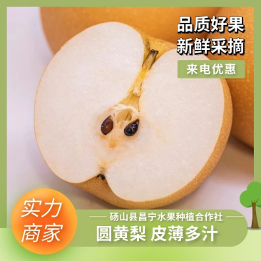 t砀山圆黄梨大量供应，产地直供对接电商批发商整车代发