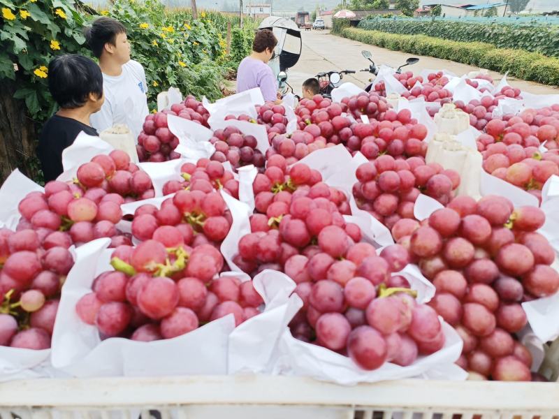 巨峰葡萄，产地自销，新鲜采摘，甜美多汁，