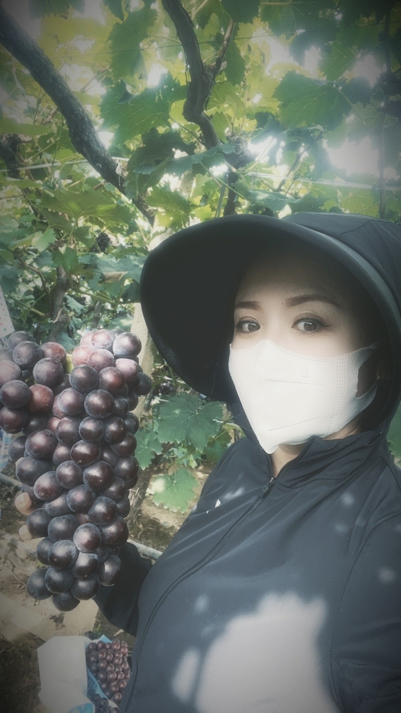 巨峰葡萄上市了今年没有雨水，果口甘甜耐运输耐储存