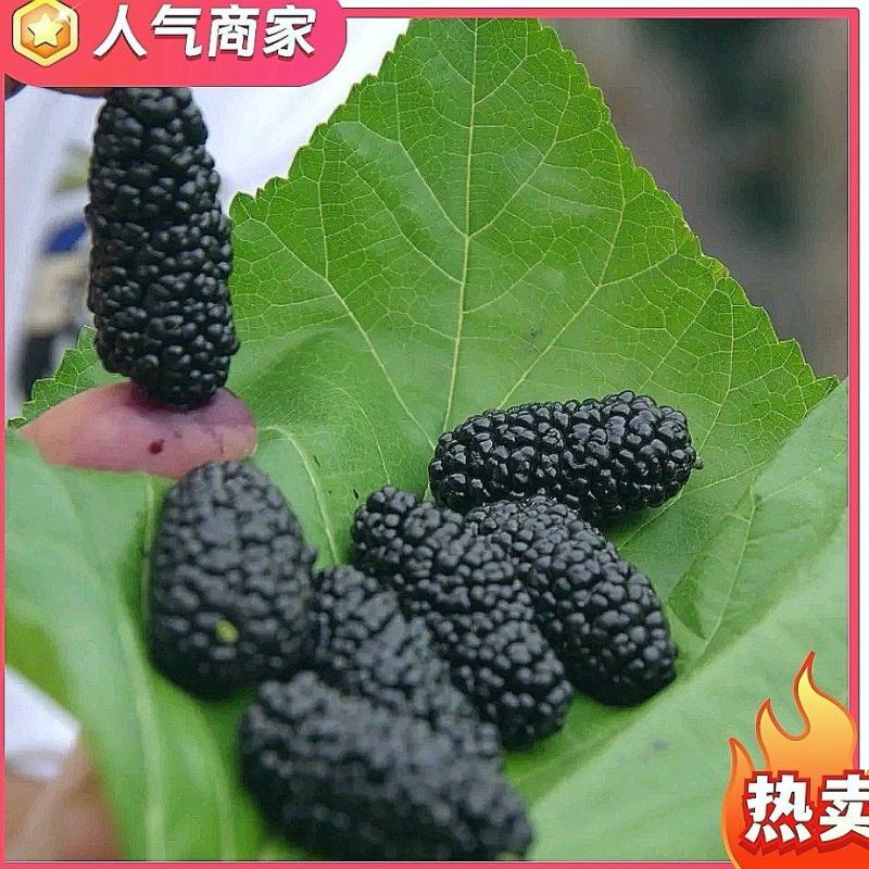 吐鲁番优质黑桑椹干，零食煮茶泡酒，精品，各等级桑葚干