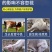 蛊全净