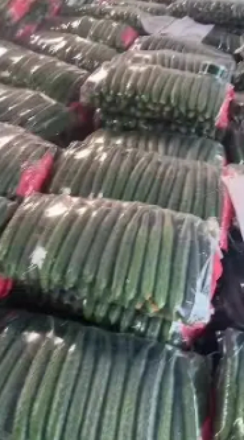 莘县密刺黄瓜热卖中品质上乘基地直发价格优惠欢迎来电咨询