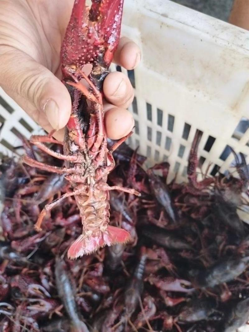 安徽小龙虾大量出货鲜活生态虾底板干净量大从优对接商超饭店