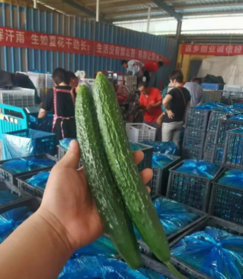 莘县密刺黄瓜热卖中品质上乘基地直发价格优惠欢迎来电咨询