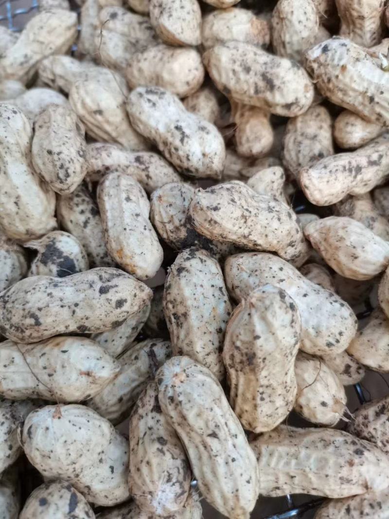 徐州精品大白沙花生，人工过筛，市场货，电商货，