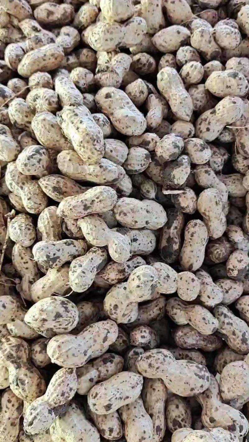 徐州精品大白沙花生，人工过筛，市场货，电商货，