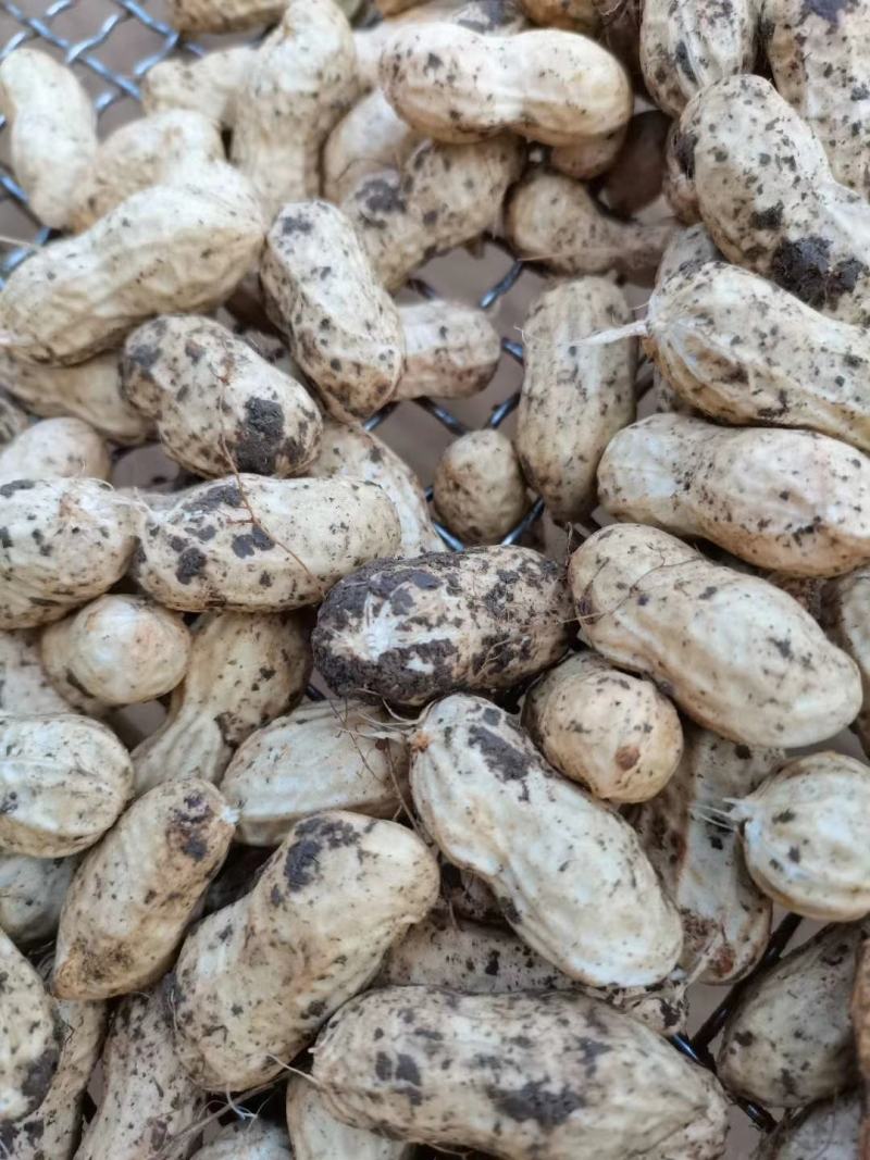 徐州精品大白沙花生，人工过筛，市场货，电商货，