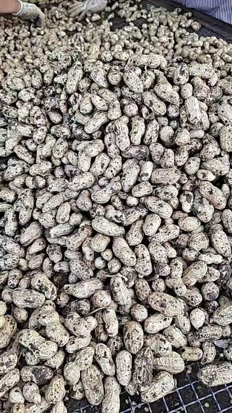 徐州精品大白沙花生，人工过筛，市场货，电商货，