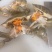 红膏蟹青蟹肉蟹质量杠杠滴