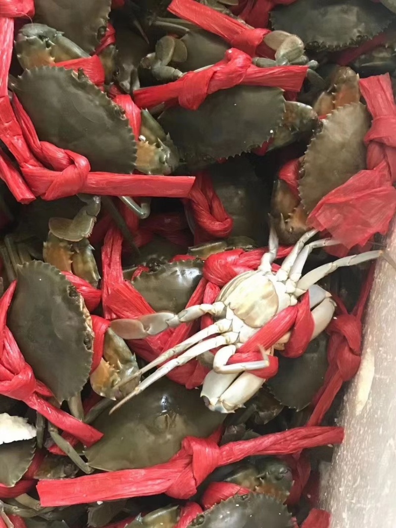 红膏蟹青蟹肉蟹质量杠杠滴