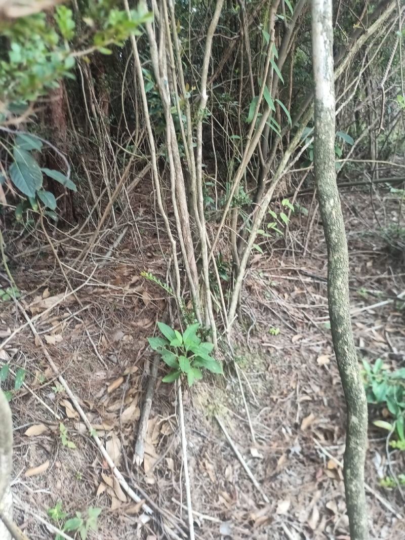 小叶赤楠